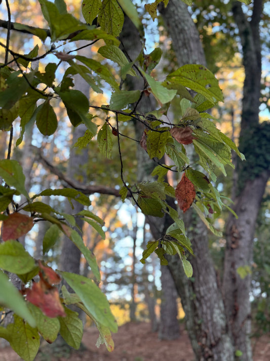 Soaps of the South, Part 1: Sassafras Grove