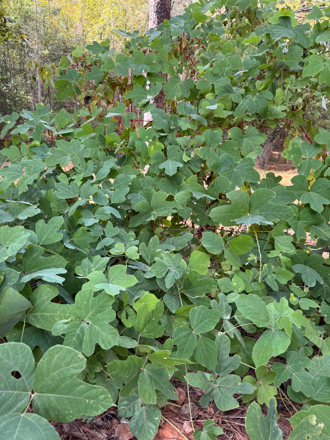 Soaps of the South, Part 2: A Love Song to Kudzu