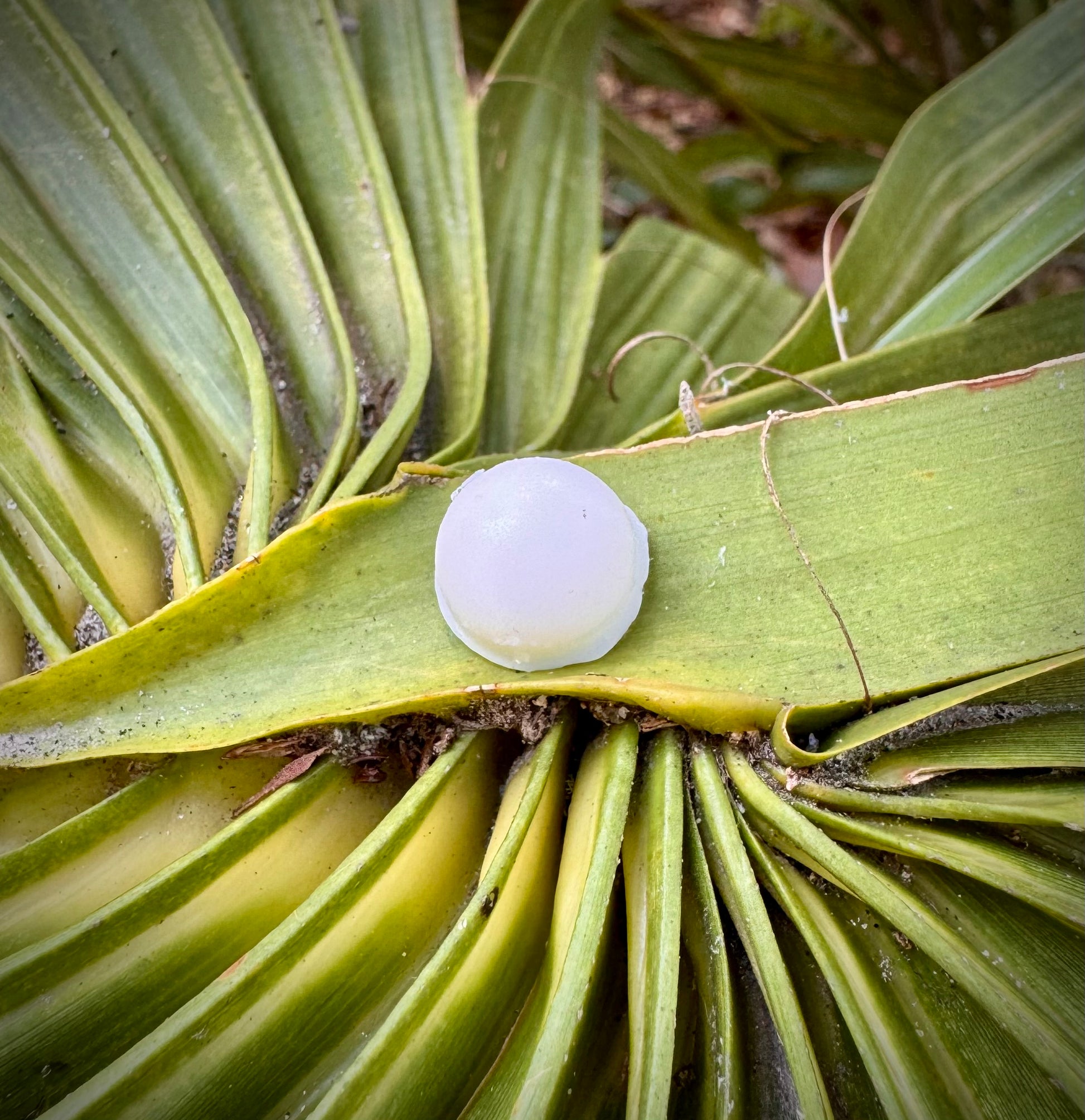 White spherical object on a green leaf