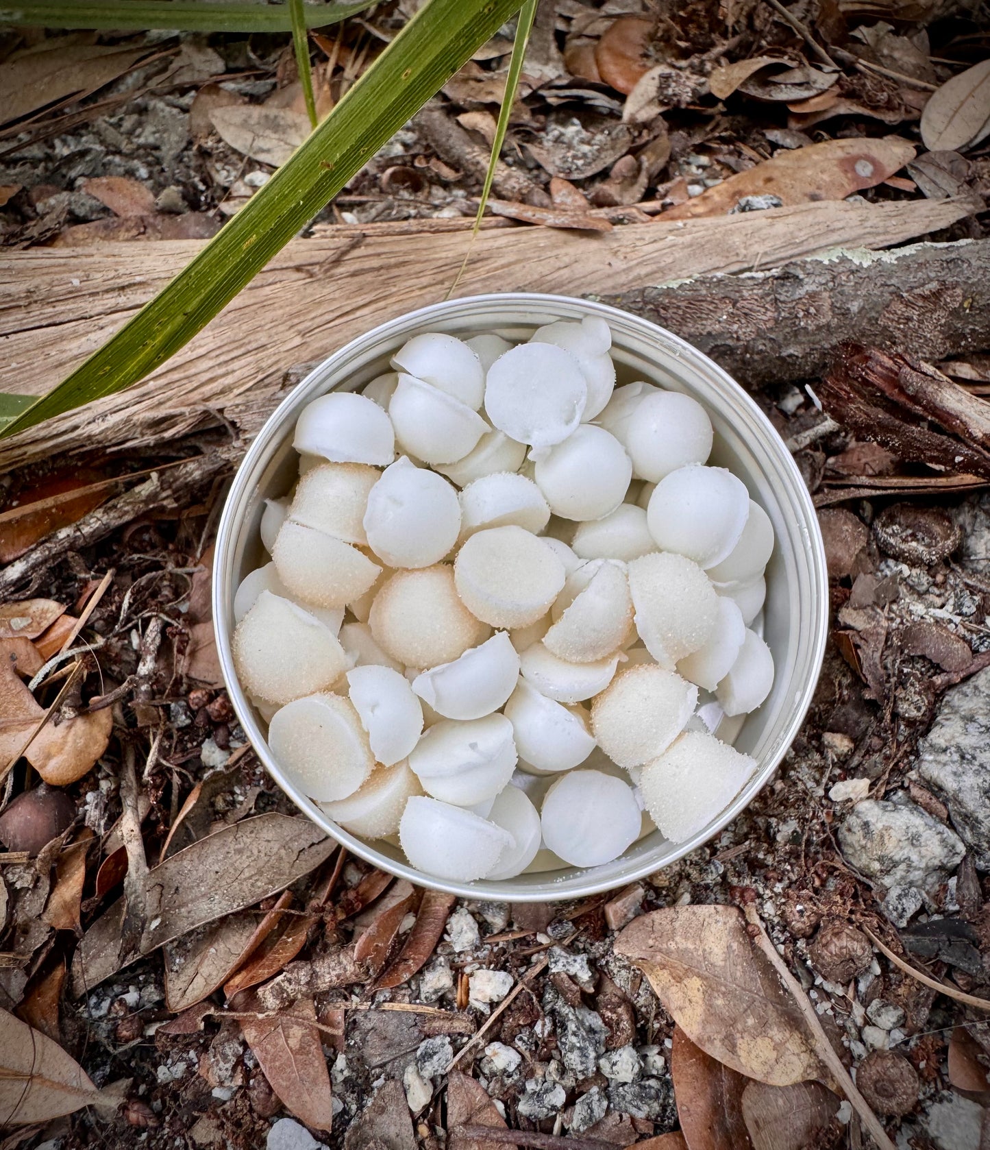 White spherical objects in a container on a natural ground surface with leaves and twigs.